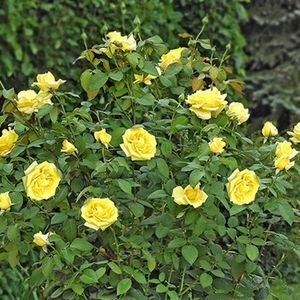 žuta boja - Ruža - Nicolas Hulot® - 